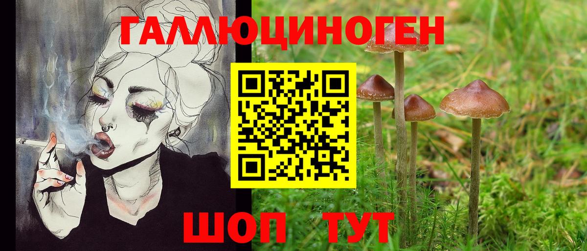 Псилоцибиновые грибы Psilocybe Краснокаменск